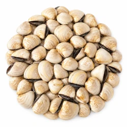 Małże Vongole gotowane w muszli