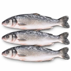 Labraks (okoń morski), cały patroszony, opakowanie 5 kg