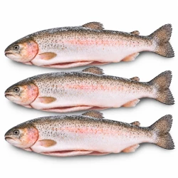 Pstrąg tęczowy, opakowanie 5 kg